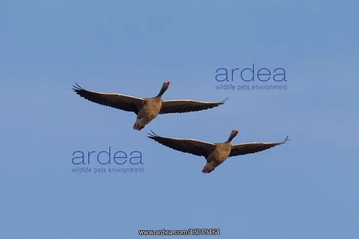  : Greylag Geese adults in flight