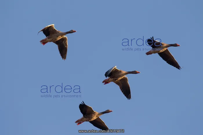  : Greylag Geese adults in flight
