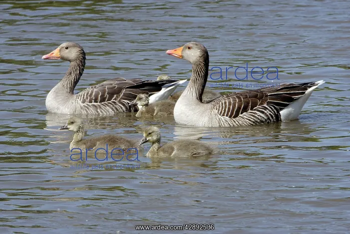 : Greylag Geese - Adults with young in water : Greylag Geese - Adults with young in water