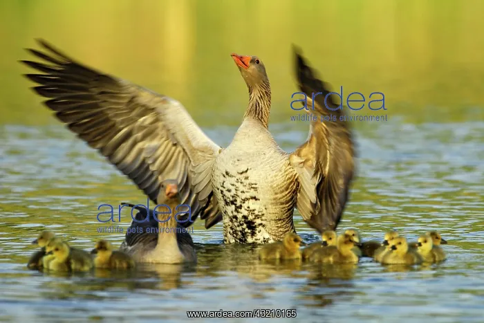 : Greylag Geese (Anser anser), family with chicks : Greylag Geese (Anser anser), family with chicks