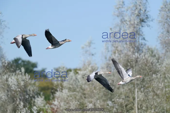 : Greylag geese (Anser anser) in flight, Sauer Delta : Greylag geese (Anser anser) in flight, Sauer Delta