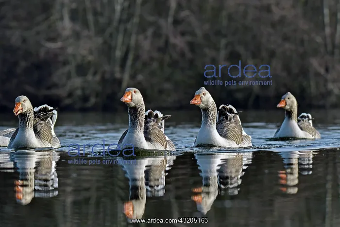 : Greylag geese (Anser anser) on the Marconnet pond : Greylag geese (Anser anser) on the Marconnet pond