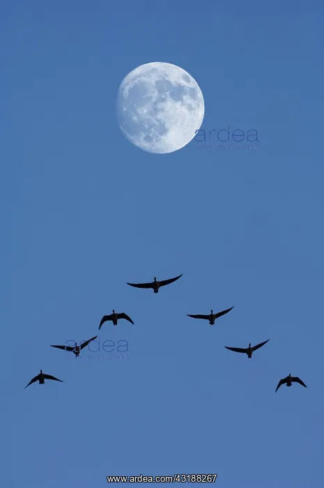 : Greylag geese (Anser anser) with moon, Baden-Warttemberg : Greylag geese (Anser anser) with moon, Baden-Warttemberg