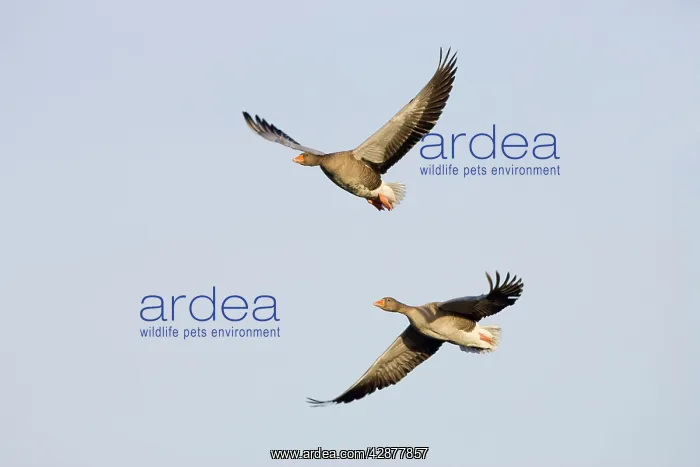 : Greylag Geese - Two birds in-flight : Greylag Geese - Two birds in-flight