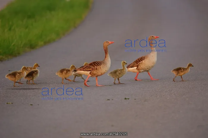 : Greylag geese - family crossing street : Greylag geese - family crossing street