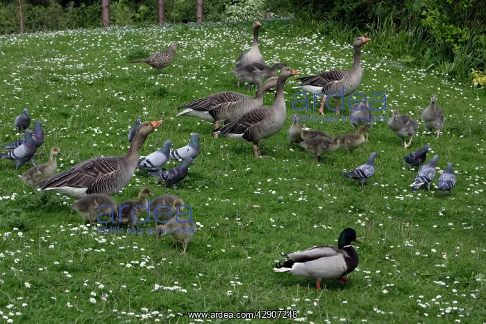 : Greylag Geese, Feral / Urban / Town / Rock Pigeons : Greylag Geese, Feral / Urban / Town / Rock Pigeons