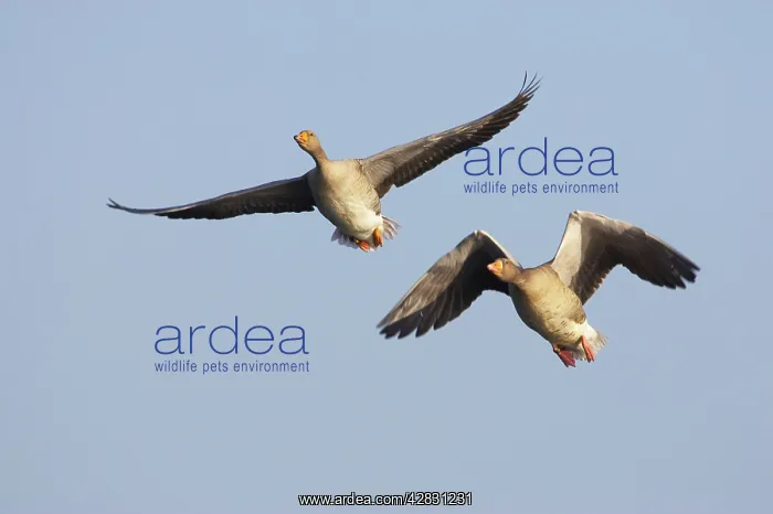 : Greylag Geese - in flight : Greylag Geese - in flight