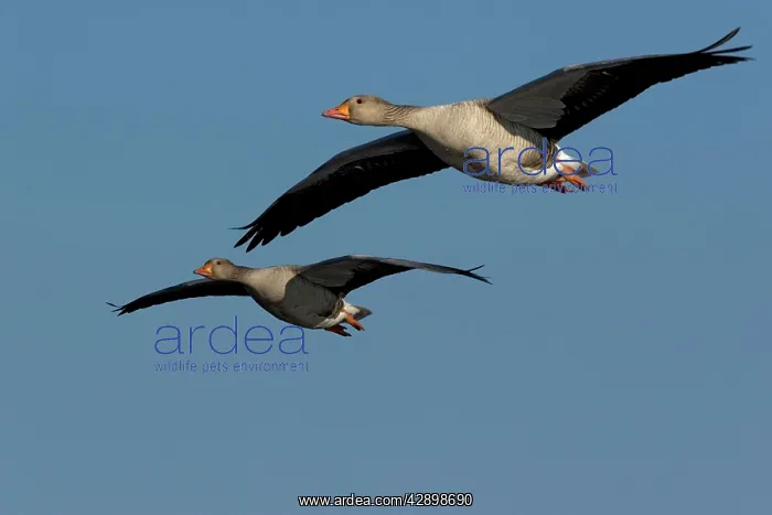 : Greylag Geese - in flight : Greylag Geese - in flight