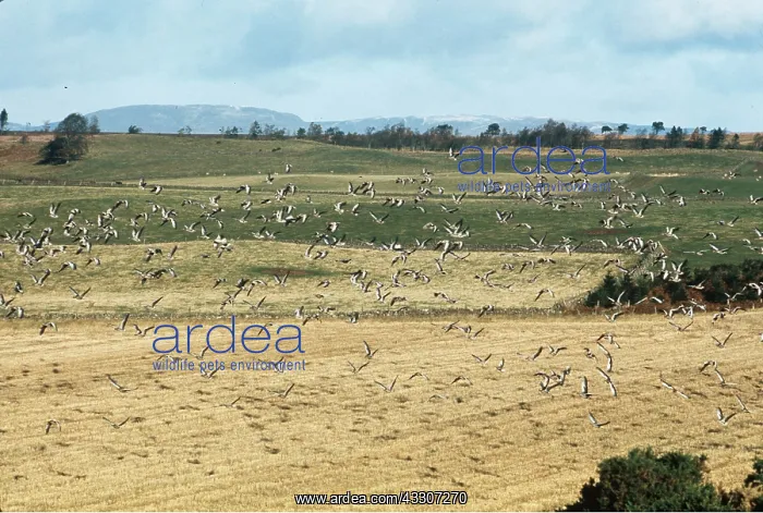 : Greylag GEESE - in flight over field : Greylag GEESE - in flight over field