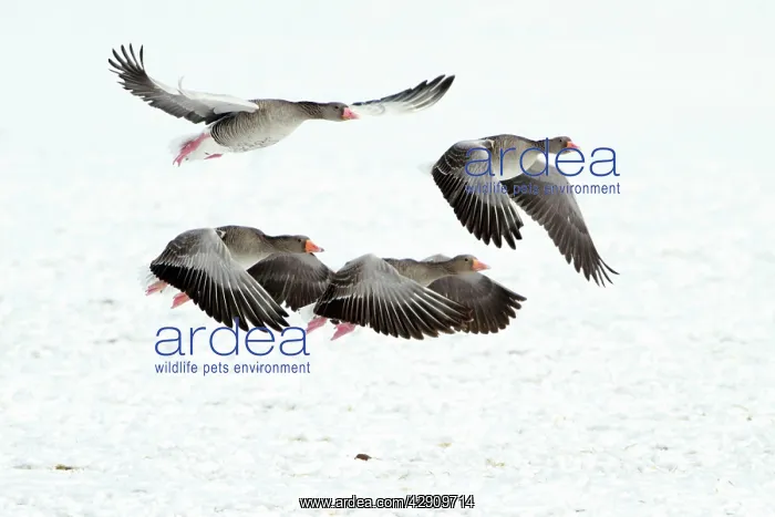: Greylag Geese - four in flight - taking off from : Greylag Geese - four in flight - taking off from