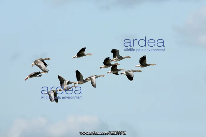 : Greylag Geese - flock in flight : Greylag Geese - flock in flight
