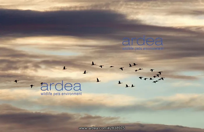 : Greylag Geese - flock in flight against dramatic sunset sky : Greylag Geese - flock in flight against dramatic sunset sky