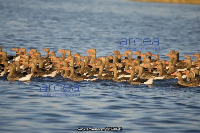  : Greylag Geese - flock of juveniles swimming close