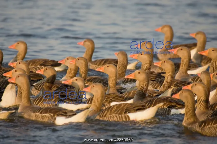 : Greylag Geese - flock of juveniles swimming close : Greylag Geese - flock of juveniles swimming close