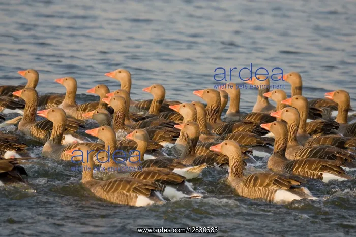 : Greylag Geese - flock of juveniles swimming close : Greylag Geese - flock of juveniles swimming close