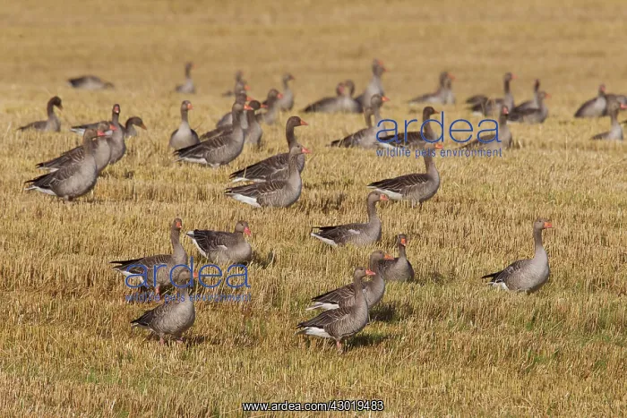 : Greylag Geese flock at stubble field in summer : Greylag Geese flock at stubble field in summer