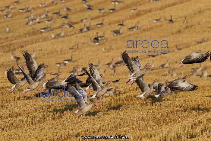  : Greylag Geese flock at stubble field in summer