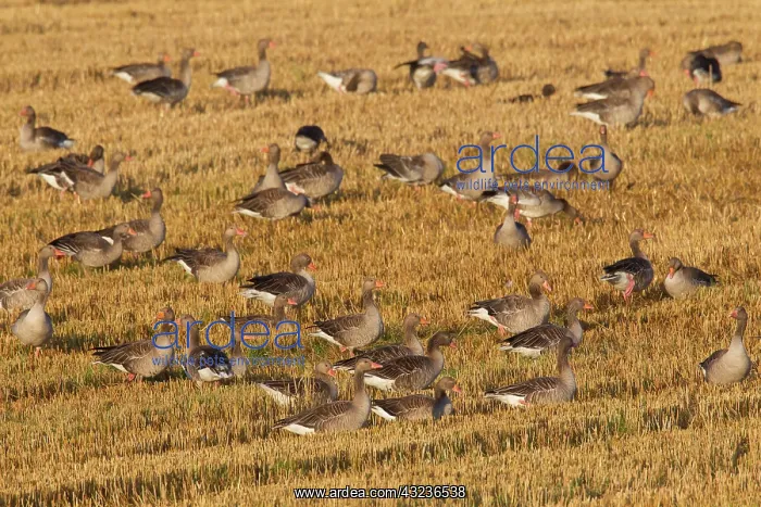 : Greylag Geese flock at stubble field in summer : Greylag Geese flock at stubble field in summer
