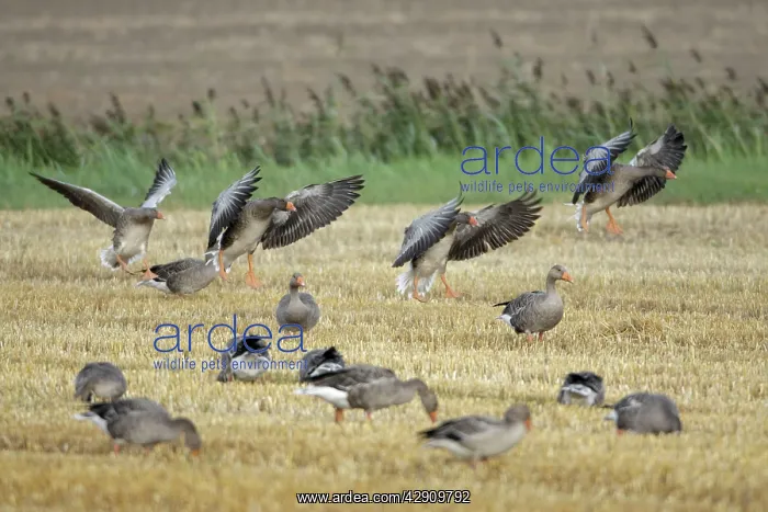 : Greylag Geese - geese feeding on corn stubble : Greylag Geese - geese feeding on corn stubble