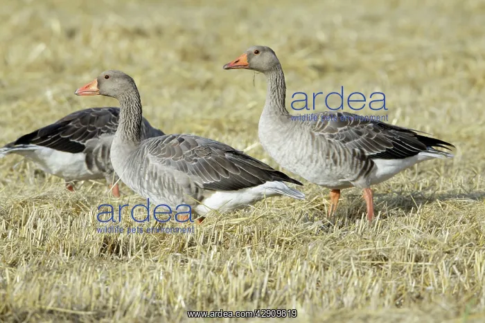 : Greylag Geese - geese feeding on corn stubble : Greylag Geese - geese feeding on corn stubble