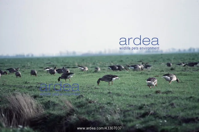 : Greylag GEESE - grazing : Greylag GEESE - grazing