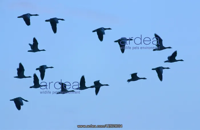 : Greylag Geese - group in flight with blue sky : Greylag Geese - group in flight with blue sky