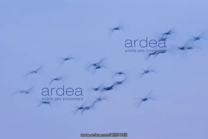 : Greylag Geese - group in flight at dusk : Greylag Geese - group in flight at dusk