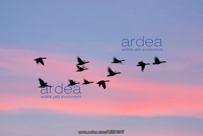 : Greylag Geese - group in flight at sunset : Greylag Geese - group in flight at sunset