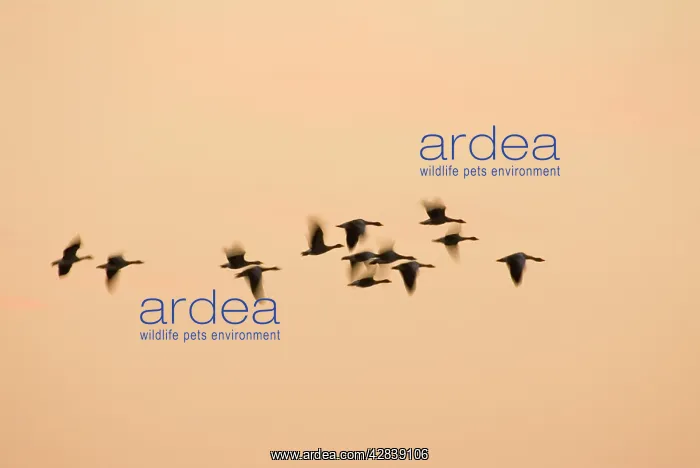 : Greylag Geese - group in flight at sunset : Greylag Geese - group in flight at sunset