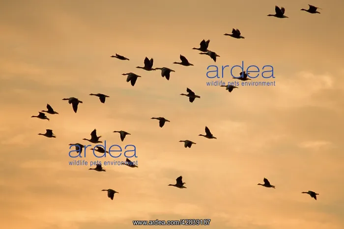 : Greylag Geese - group in flight at sunset : Greylag Geese - group in flight at sunset