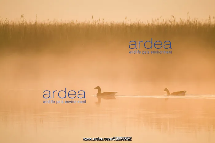 : Greylag Geese - in misty dawn : Greylag Geese - in misty dawn