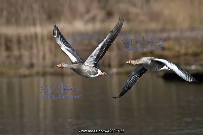 : Greylag Geese - pair in flight : Greylag Geese - pair in flight