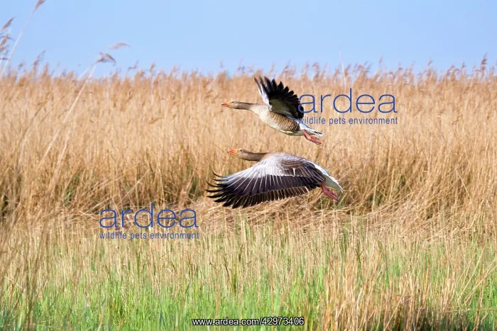 : Greylag Geese - pair in flight over reedbeds : Greylag Geese - pair in flight over reedbeds