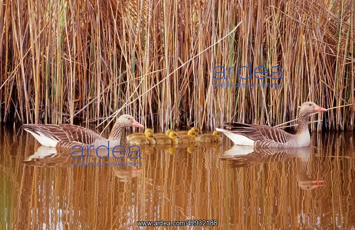  : Greylag Geese - pair with seven chicks