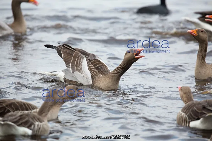  : Greylag Geese - squabbling in winter