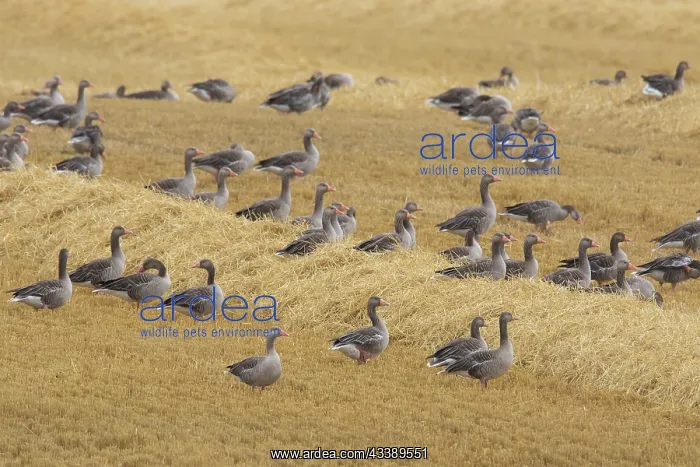 : Greylag Geese stubble : Greylag Geese stubble