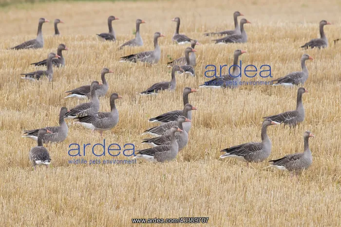 : Greylag Geese stubble : Greylag Geese stubble
