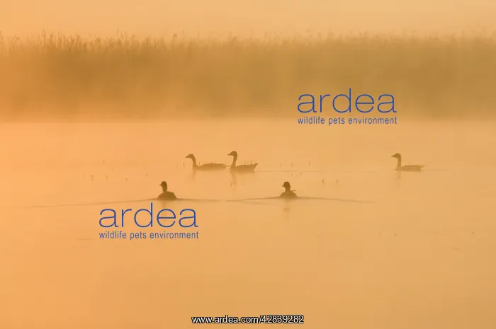 : Greylag Geese - at sunrise on misty water : Greylag Geese - at sunrise on misty water