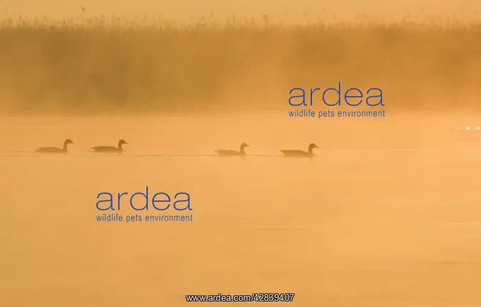  : Greylag Geese - at sunrise on misty water