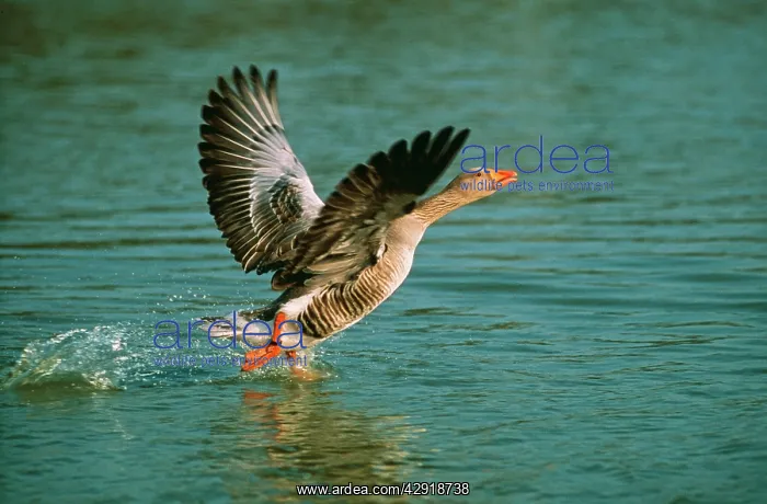 : Greylag GEESE - takes off from water : Greylag GEESE - takes off from water