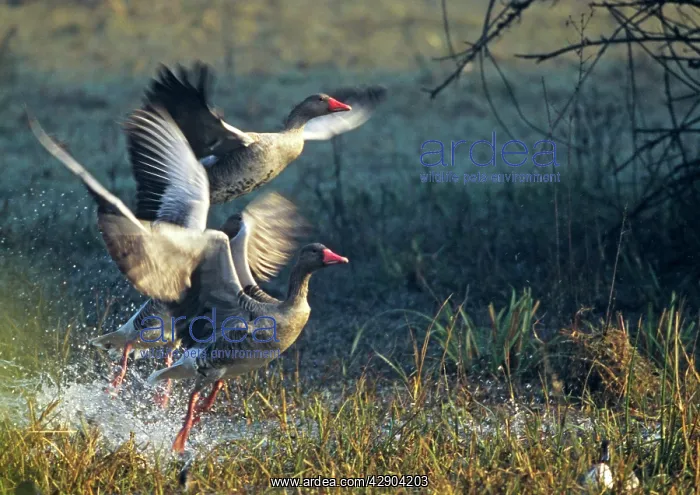 : Greylag Geese taking off : Greylag Geese taking off