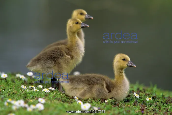 : Greylag Goose - 3 goslings resting on meadow : Greylag Goose - 3 goslings resting on meadow