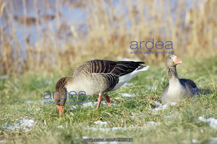 : Greylag Goose - two : Greylag Goose - two