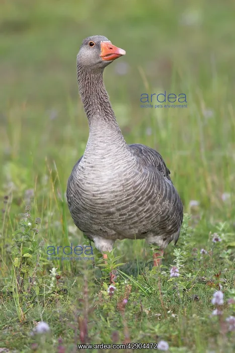 : Greylag Goose : Greylag Goose