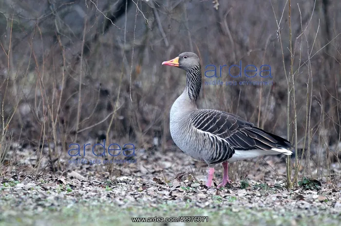  : Greylag Goose