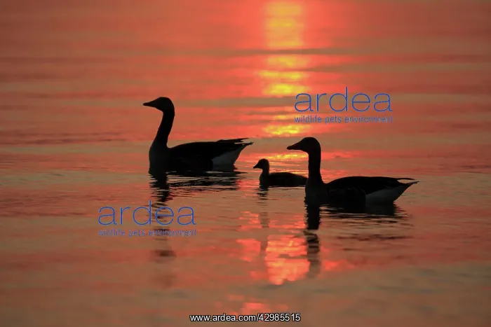 : Greylag Goose : Greylag Goose
