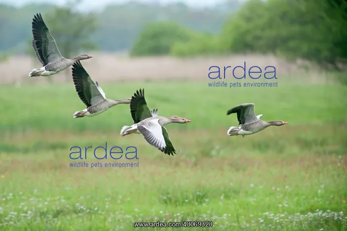 : Greylag Goose : Greylag Goose