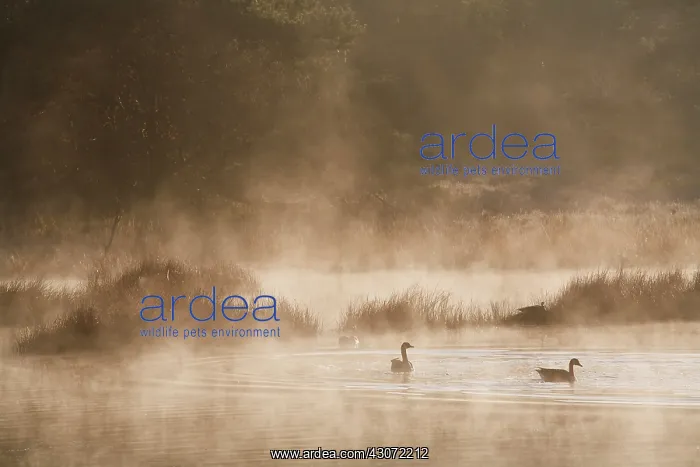 : Greylag Goose : Greylag Goose