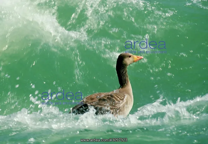 : Greylag Goose : Greylag Goose