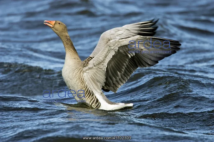 : Greylag Goose : Greylag Goose